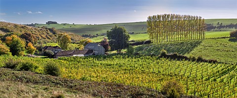 Breaky Bottom Vineyard on the South Downs Rodmell Sussex England