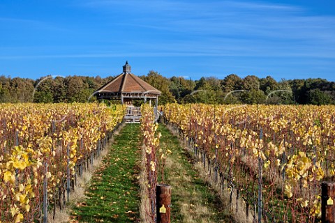 Autumnal vines in Octagon Block vineyard of Danbury Ridge Wine Estate Danbury Essex England