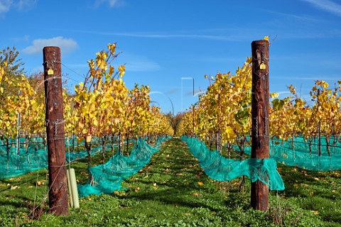 Autumnal vines in Polo Field vineyard of Danbury Ridge Wine Estate Danbury Essex England