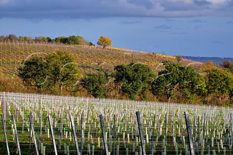 New vineyard of Crows Lane Estate a grower for Danbury Ridge with autumnal vineyards of Martins Lane Estate beyond  Stow Maries Essex England Crouch Valley