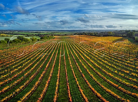 Autumnal Pinot Noir vineyard of Crows Lane Estate a grower for Danbury Ridge and Lyme Bay with the River Crouch in distance  Stow Maries Essex England Crouch Valley