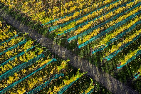 Autumnal Chardonnay vines in Octagon Block vineyard of Danbury Ridge Wine Estate  Danbury Essex England