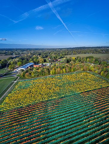 Autumnal vines in Polo Field Vineyard with the winery beyond Danbury Ridge Wine Estate Danbury Essex England