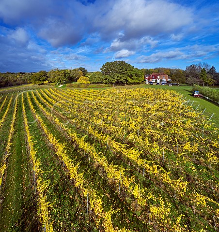 Woodham Lodge and autumnal Pinot Noir vineyard of Missing Gate Bicknacre Essex England