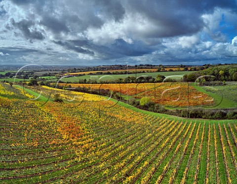 Autumnal vineyards of Martins Lane Estate with Crows Lane Estate in distance  Stow Maries Essex England Crouch Valley