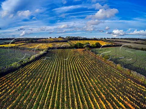 Autumnal vineyards of Martins Lane Estate  Stow Maries Essex England Crouch Valley