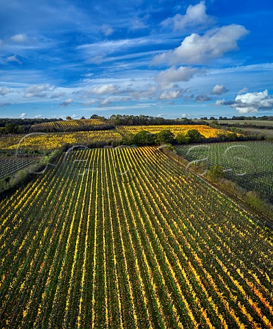 Autumnal vineyards of Martins Lane Estate  Stow Maries Essex England Crouch Valley