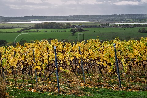 Autumnal Chardonnay vines of Crouch Ridge Vineyard with the River Crouch in distance Althorne Essex England