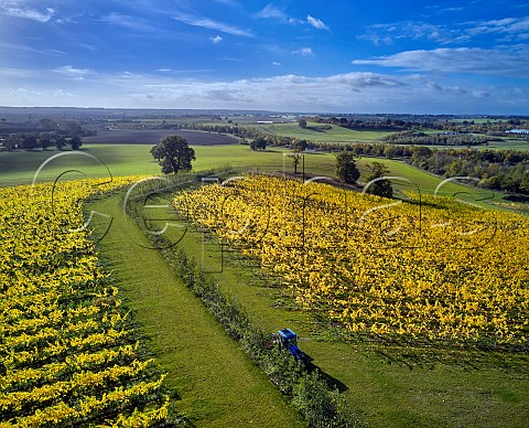 Autumnal vineyards of Missing Gate Bicknacre Essex England