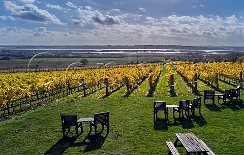 Autumnal Clayhill Vineyard with the River Crouch in distance Latchingdon Essex England