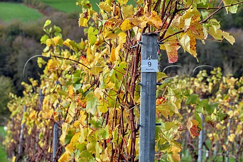 Pinot Noir vines in Limney Farm vineyard of Will Davenport Rotherfield East Sussex England