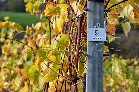 Pinot Noir vines in Limney Farm vineyard of Will Davenport Rotherfield East Sussex England