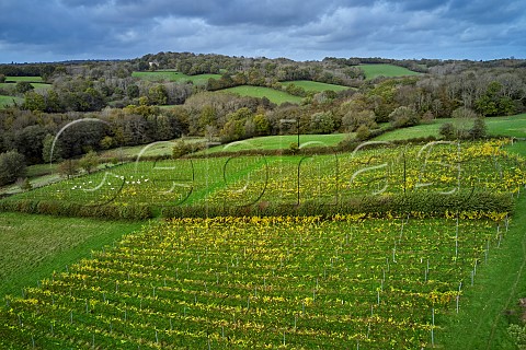 Limney Farm vineyard of Will Davenport Rotherfield East Sussex England