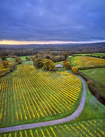 Autumnal vineyards of Blackdown Ridge Estate with vineyard of Weyborne Estate top right Haslemere Sussex England