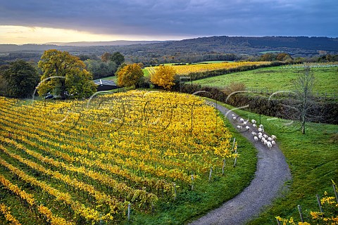 Sheep on road through autumnal vineyards of Blackdown Ridge Estate with vineyard of Weyborne Estate beyond Haslemere Sussex England