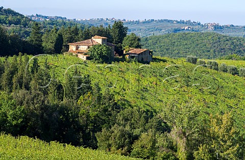 Vineyards at Castello Monsanto Barberino Tavarnelle Tuscany Italy Chianti Classico
