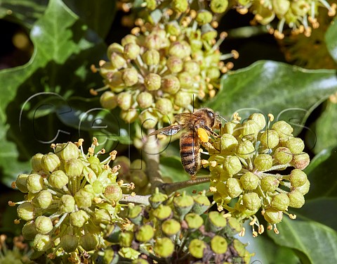 Honey Bee on Ivy flowers Hurst Meadows East Molesey Surrey England