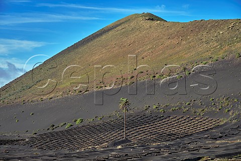 Windbreaks constructed from volcanic rock in vineyard on the side of an extinct volcano La Geria Lanzarote Canary Islands Spain