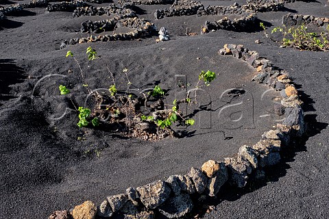 Windbreaks constructed from volcanic rock in vineyard of El Grifo San Bartolom Lanzarote Canary Islands Spain