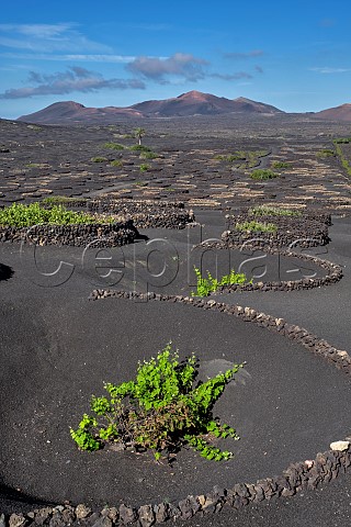 Windbreaks constructed from volcanic rock in vineyard of Bodegas la Geria Lanzarote Canary Islands Spain