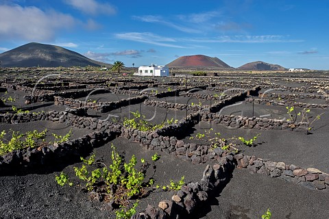 Windbreaks constructed from volcanic rock in vineyard beyond is the red extinct volcano Montaa Colorada with Montaa Negra on left  Masdache Lanzarote Canary Islands Spain