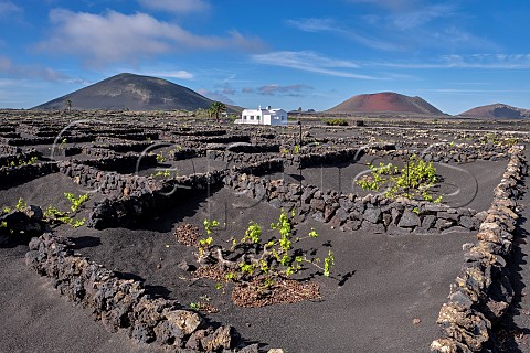 Windbreaks constructed from volcanic rock in vineyard beyond is the red extinct volcano Montaa Colorada with Montana Negra on left  Masdache Lanzarote Canary Islands Spain