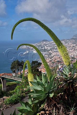 Swanneck Agave flowers Funchal Madeira
