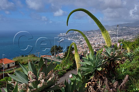 Swanneck Agave flowers Funchal Madeira
