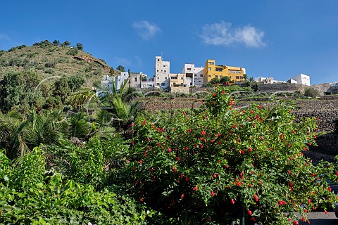 In the Jardin de la Marquesa at Arucas Gran Canaria Canary Islands Spain