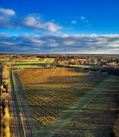 Wyfold Vineyard in winter Wyfold Oxfordshire England