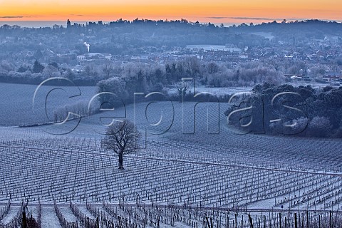 Dawn breaking over frostcovered vineyards of Denbies Wine Estate Dorking Surrey England