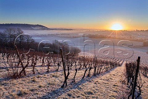 Sunrise over frostcovered vineyards of Denbies Wine Estate with Box Hill in distance Dorking Surrey England