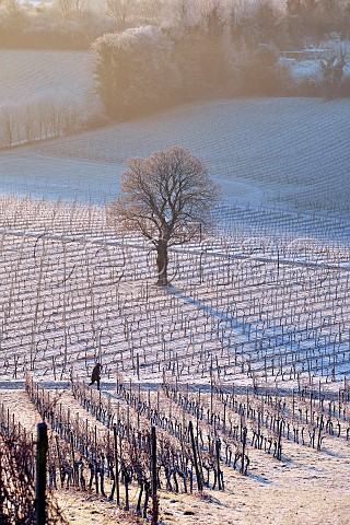 Early morning light on frostcovered vineyards of Denbies Wine Estate Dorking Surrey England