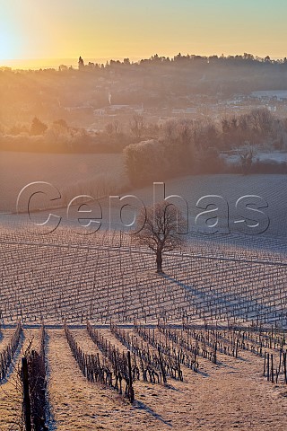 Sunrise over frostcovered vineyards of Denbies Wine Estate Dorking Surrey England