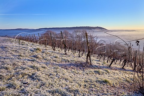 Frostcovered vineyard of Denbies Wine Estate with Box Hill in distance Dorking Surrey England