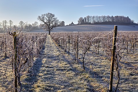 Frostcovered vineyard of Denbies Wine Estate Dorking Surrey England