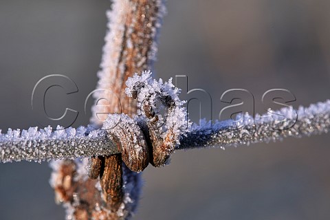 Vine tendril curled around vineyard wire and covered in frost Denbies Wine Estate Dorking Surrey England