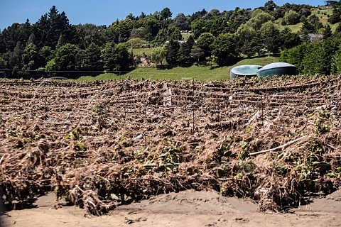 Vineyard destroyed by Cyclone Gabrielle on 14 February 2023  Esk Valley Napier New Zealand  Hawkes Bay