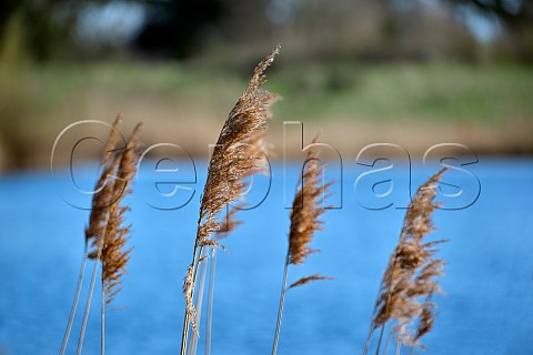 Reeds growing at waters edge Molesey Reservoirs Nature Reserve West Molesey Surrey UK