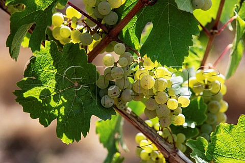 Riesling grapes in the Bernkasteler Lay vineyard Bernkastel Mosel Germany