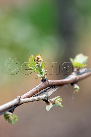 Budburst on a Spatburgunder vine in the Mayschosser Burgberg vineyard Mayschoss Germany Ahr