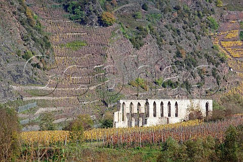 The ruins of the Stuben convent below the Bremmer Calmont vineyard the steepest vineyard in Europe Bremm Germany Mosel