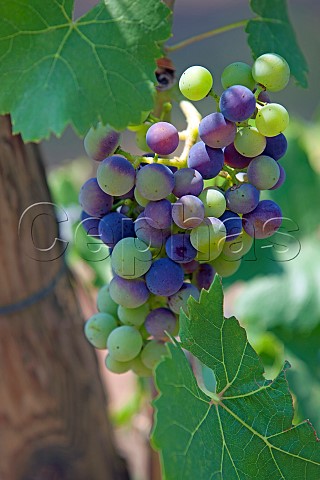 Vraison of Spatburgunder grapes in the Mayschosser Mnchberg vineyard Mayschoss Germany Ahr