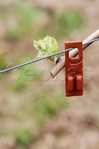 Pheromone dispenser attached to a vineyard wire to disrupt breeding of the Grape Berry moth Mayschosser Burgberg vineyard Mayschoss Germany Ahr