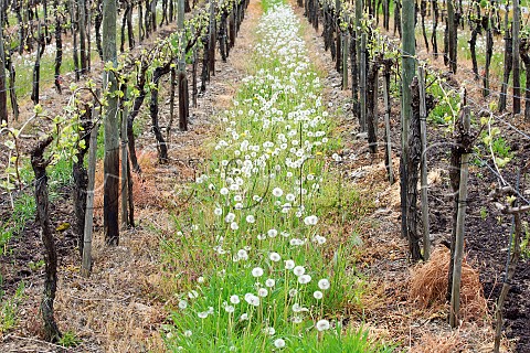 Cover crop between rows of Spatburgunder in the Mayschosser Burgberg vineyard Mayschoss Germany Ahr