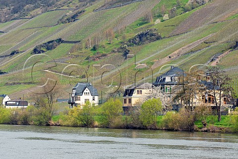 View across the Mosel River to Weingut Dr Loosen and the vineyards behind Bernkastel Germany Mosel