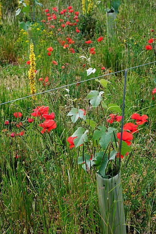 Young Meunier vine and flowering poppies in Stonor Valley Vineyard Stonor near HenleyonThames Oxfordshire England
