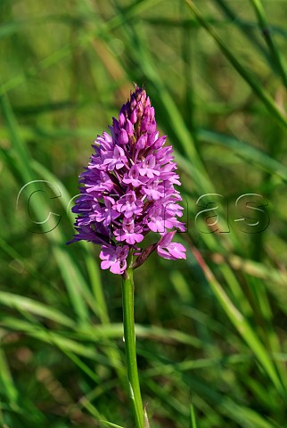 Pyramidal Orchid  Molesey Reservoirs Nature Reserve West Molesey Surrey England