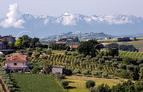 Mountain peaks of Gran Sasso National Park viewed from the estate of Emidio Pepe Torano Nuovo Abruzzo Italy