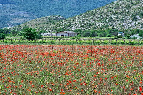 Poppies flowering amidst vineyards of Cataldi Madonna Ofena Abruzzo Italy
